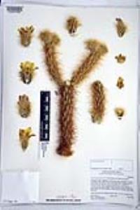 Cylindropuntia ganderi image