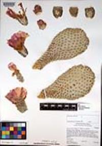 Opuntia basilaris image