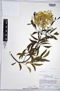 Sambucus cerulea image