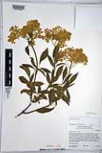 Sambucus cerulea image