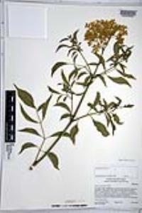 Sambucus cerulea image