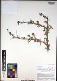 Atriplex canescens var. canescens image