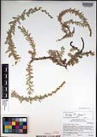Atriplex glauca image