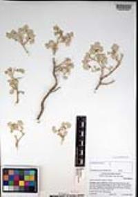 Atriplex hymenelytra image