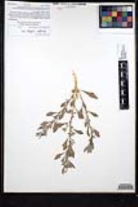 Atriplex lindleyi image