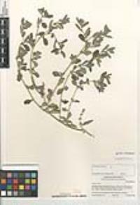 Atriplex rosea image