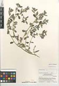 Atriplex rosea image