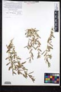 Atriplex semibaccata image