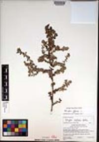 Atriplex glauca image