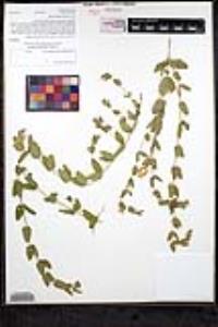 Scutellaria bolanderi subsp. austromontana image