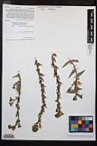 Camissoniopsis bistorta image