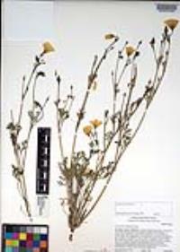 Eschscholzia californica image