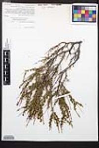 Adenostoma fasciculatum image