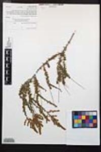Adenostoma fasciculatum image