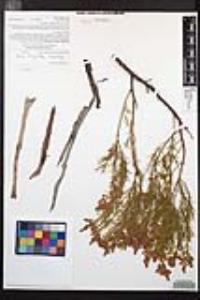 Adenostoma sparsifolium image