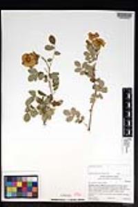 Rosa californica image