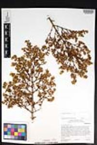 Larrea tridentata image