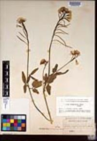 Cardamine californica image