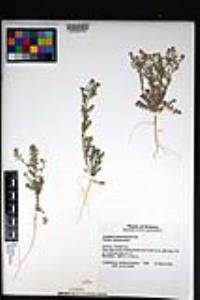 Lepidium lasiocarpum image