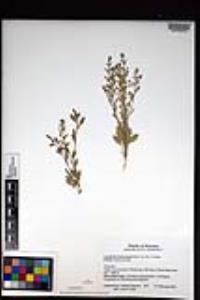 Lepidium lasiocarpum image