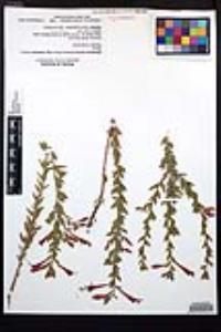 Epilobium canum subsp. latifolium image