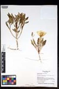 Oenothera deltoides image