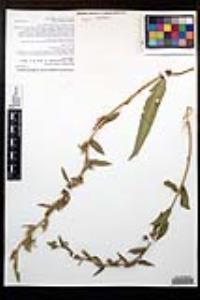 Oenothera elata subsp. hirsutissima image