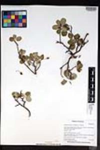 Amelanchier utahensis image