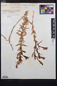 Epilobium canum image