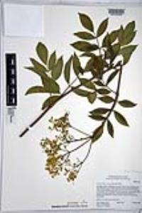 Sambucus cerulea image