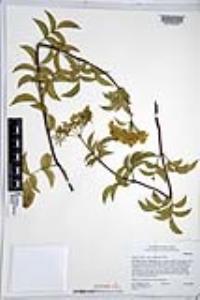 Sambucus cerulea image