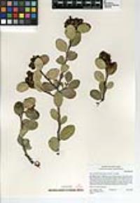 Rhus integrifolia image