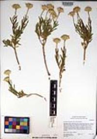 Ericameria linearifolia image