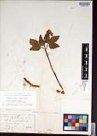 Cardamine diphylla image