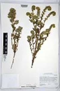 Amsinckia tessellata image