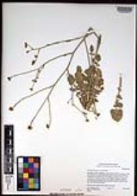 Hirschfeldia incana image
