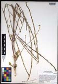 Hirschfeldia incana image
