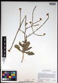 Hirschfeldia incana image