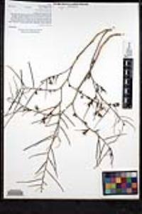 Sisymbrium orientale image