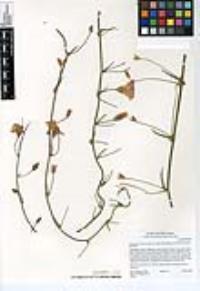 Calystegia macrostegia image