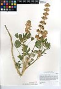 Lupinus subvexus var. subvexus image