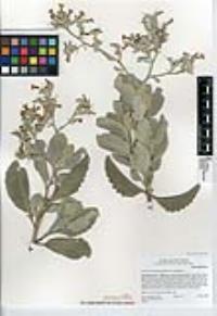 Eriodictyon crassifolium var. crassifolium image