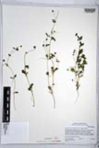 Nemophila menziesii var. integrifolia image
