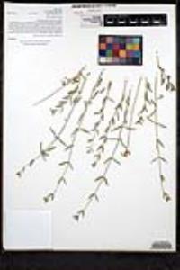 Monardella linoides image