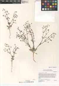 Eriogonum maculatum image