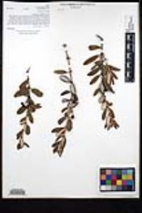 Ceanothus crassifolius image