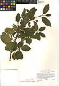 Frangula californica image