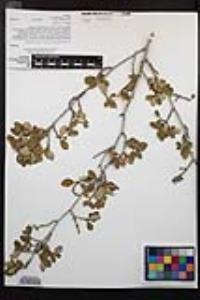 Cercocarpus montanus var. glaber image