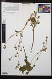 Drymocallis glandulosa var. reflexa image