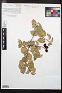 Prunus ilicifolia subsp. ilicifolia image